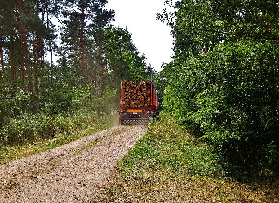 Na trasie wycieczki .Las Rokicki
