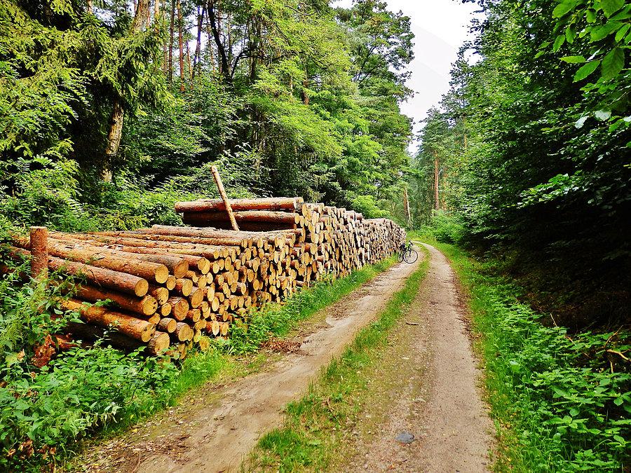 Na trasie wycieczki .Las Rokicki