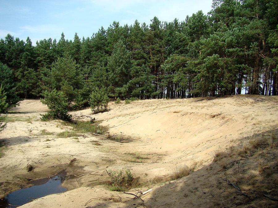 Wydmy w lesie w pobliżu Krzekotówka