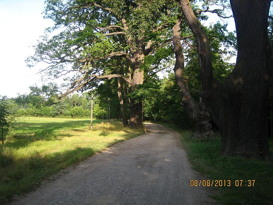 Truszczyca - aleja dębów