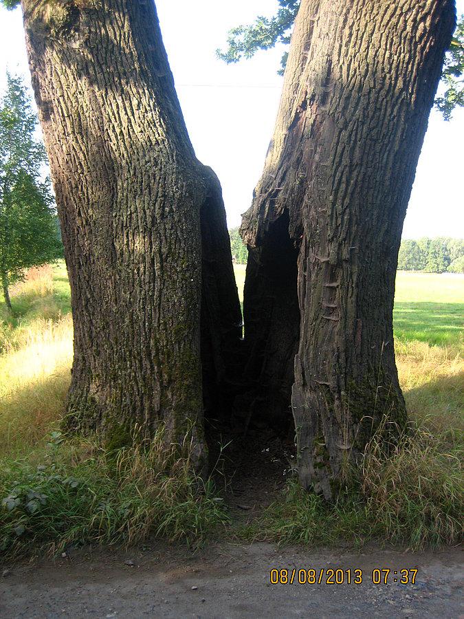 Dąb z dziuplą