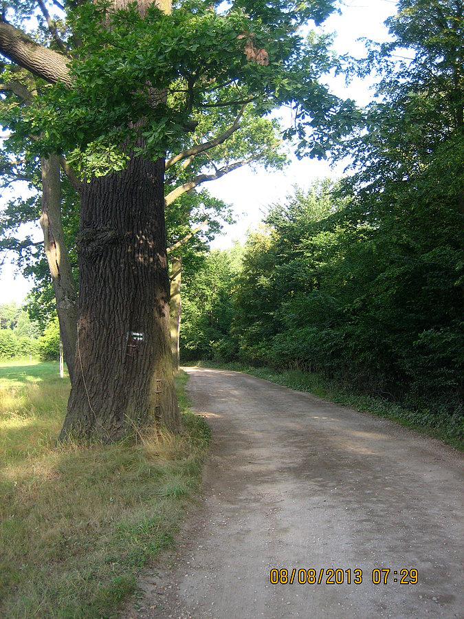 Dęby w Truszczycy w upalny poranek