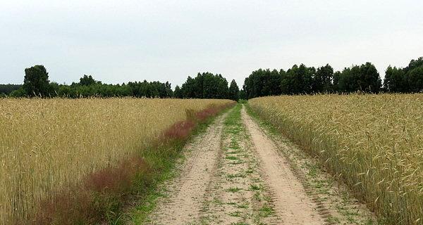 Złamany Most. Polna droga