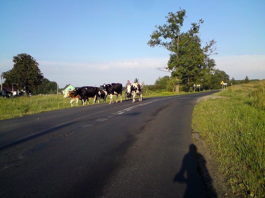 Peleton krów w Nowych Kolniach