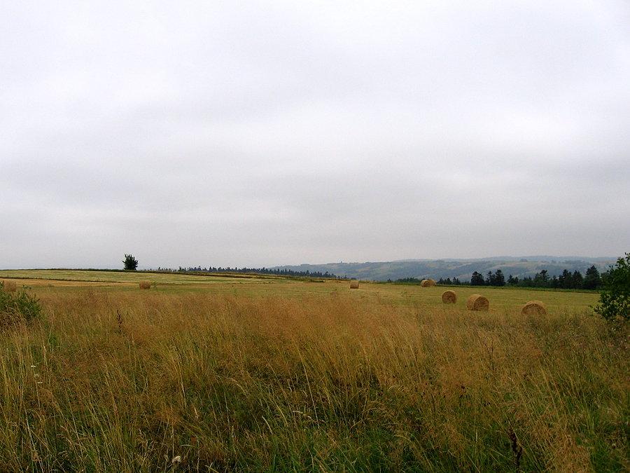Żniwa w pełni