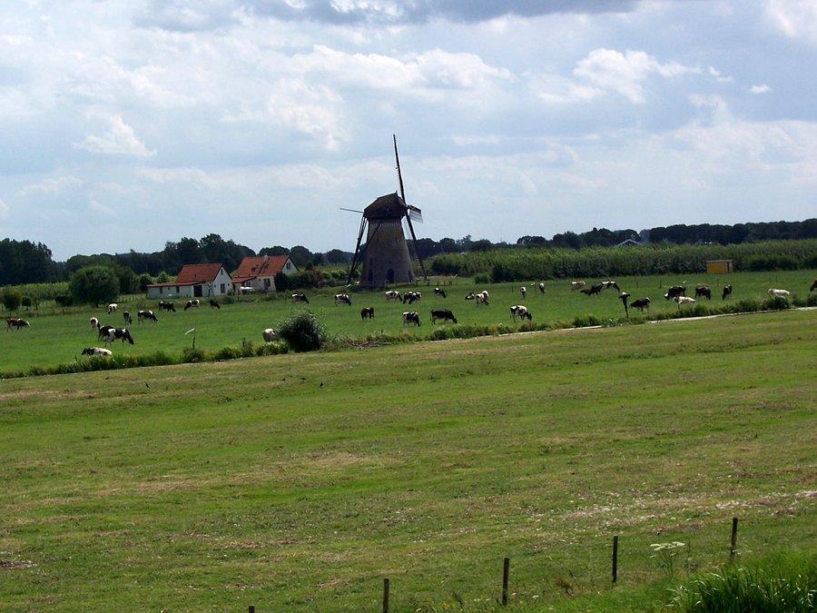 Wiatrak i holenderskie krowy