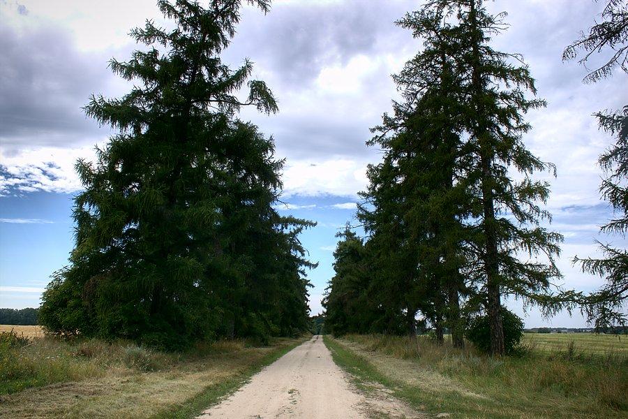 Chroniona aleja modrzewiowa w drodze do Lubostronia