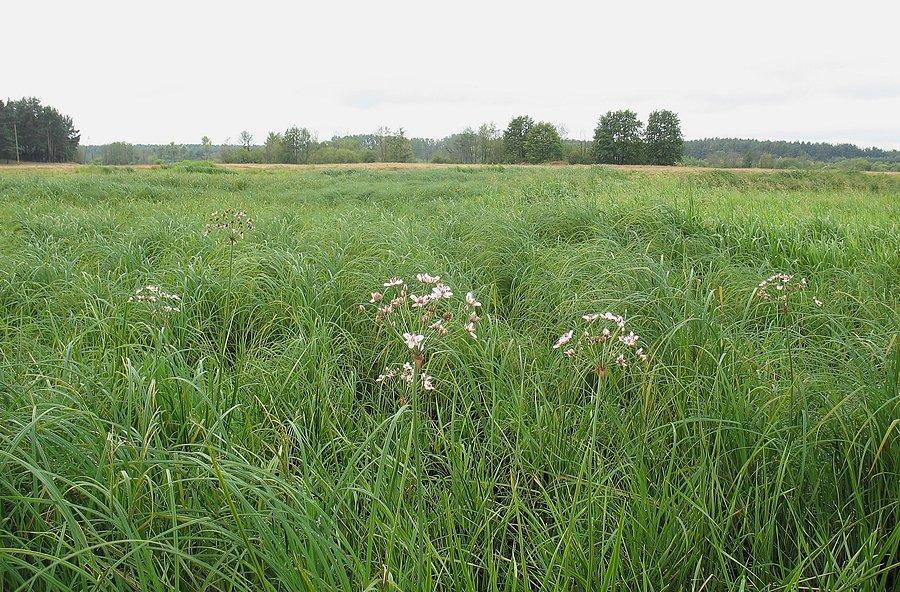 Łąki nad Liwcem