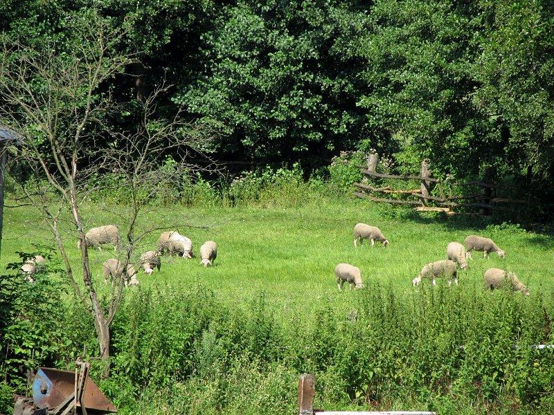 Owiec też nie zabrakło