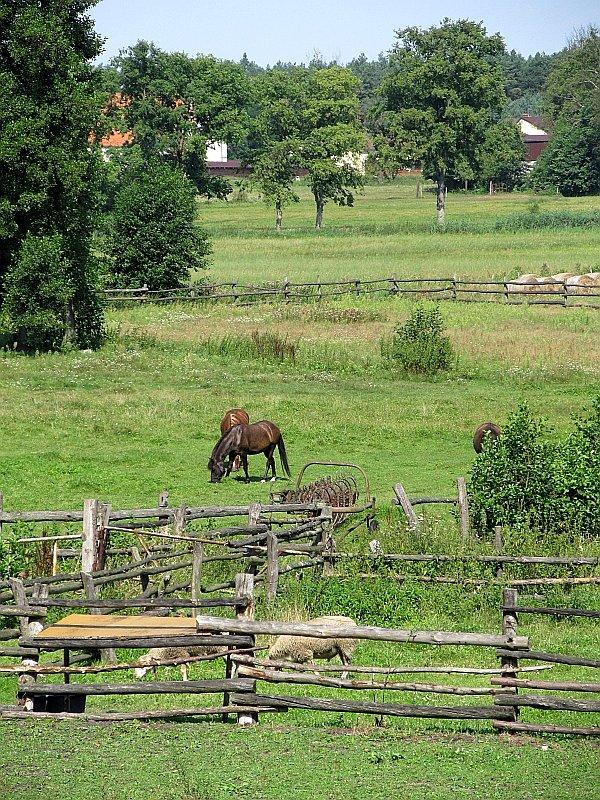 Uwielbiam takie klimaty - koniki dedykuję koleżance Karolinie z pracy :-)