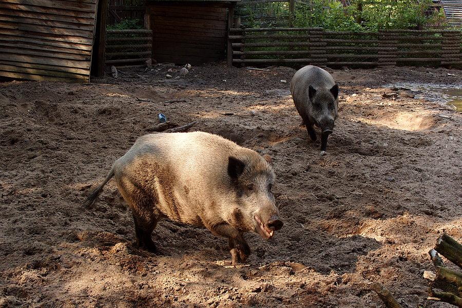 Leśniczówka i azyl dla zwierząt w Brodach Pomorskich