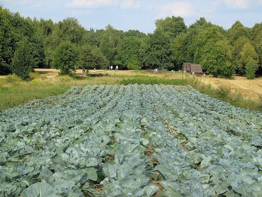 Kapustka dochodzi