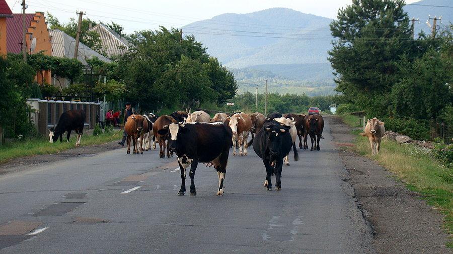 Czasem ciężko przejechać