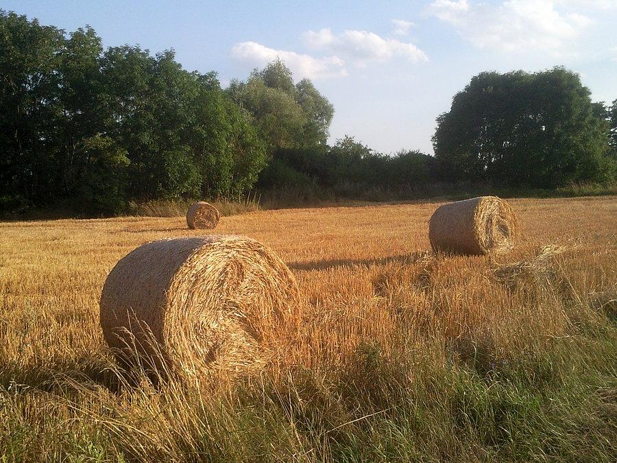 Miejski chłopak jestem. Nie wiem jak taki walec się nazywa i wcale się tego nie wstydzę!