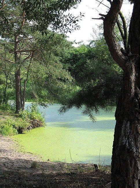 Rzeczka (kanał) Zielona - teraz wiadomo skąd nazwa