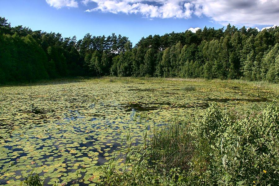 Leśny staw w Chomiąży Szlacheckiej