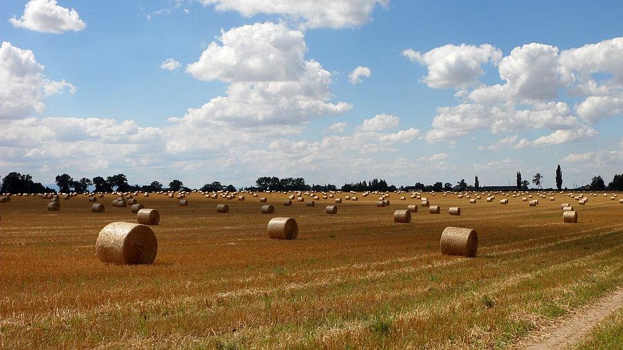 Letni/żniwny krajobraz w okolicach Brożca