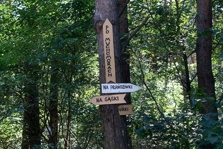 Drogowskazy do grzybów