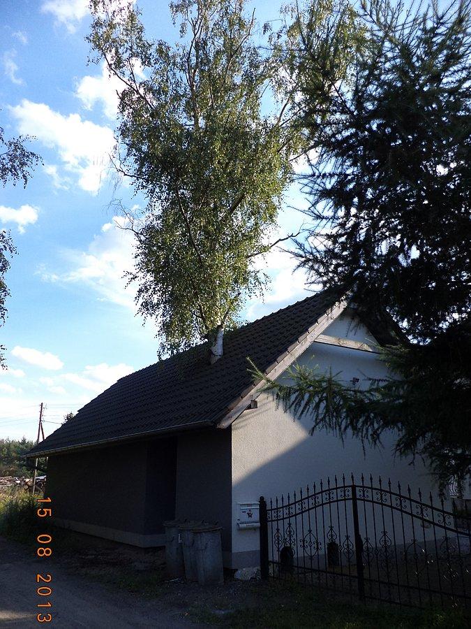 Udomowiona brzoza
