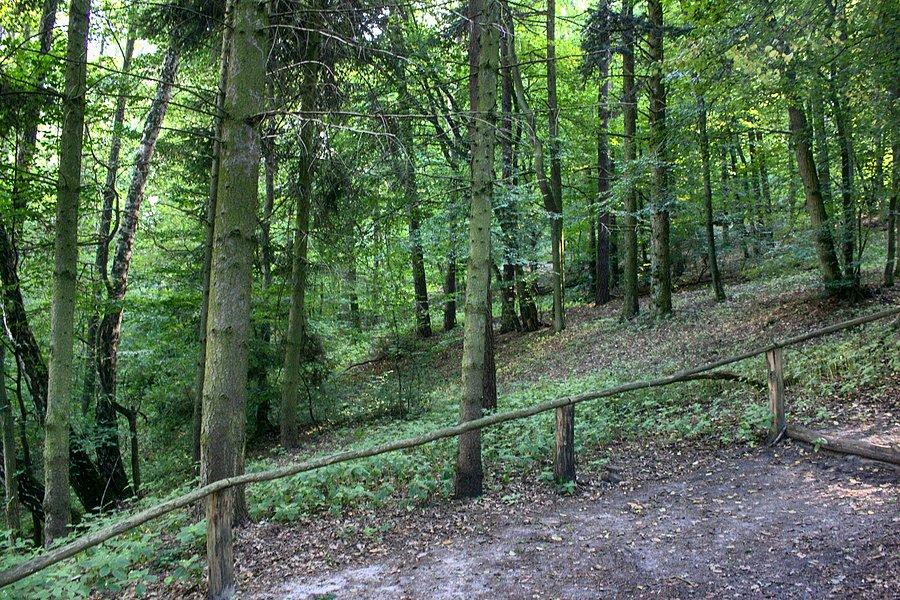W Dolinie Gąsawki