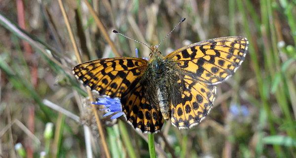 Motyl
