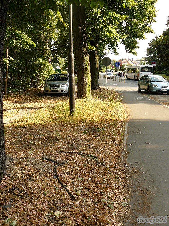Podcięte lipy na ścieżce rowerowej