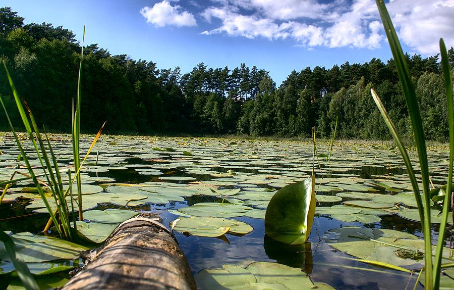 Grzybienie na leśnym stawie