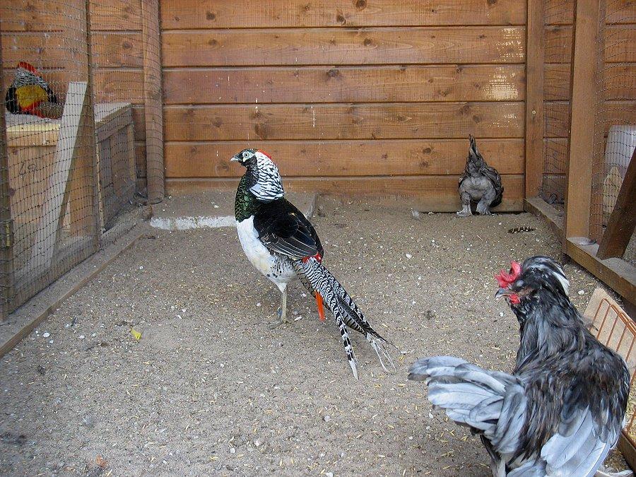 Bażant w mini zoo na Ursynowie
