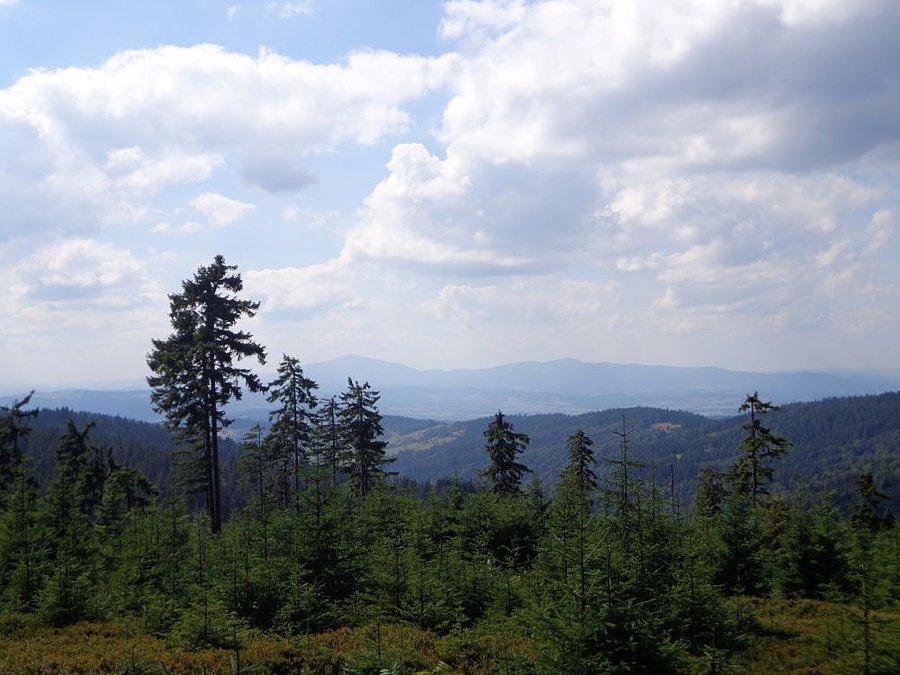 Widoczek na Babią Górę