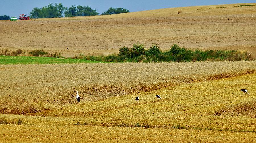 Żniwa w pełni