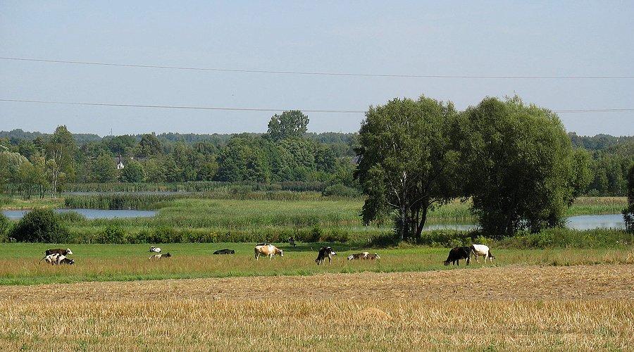 Kaczków - stawy
