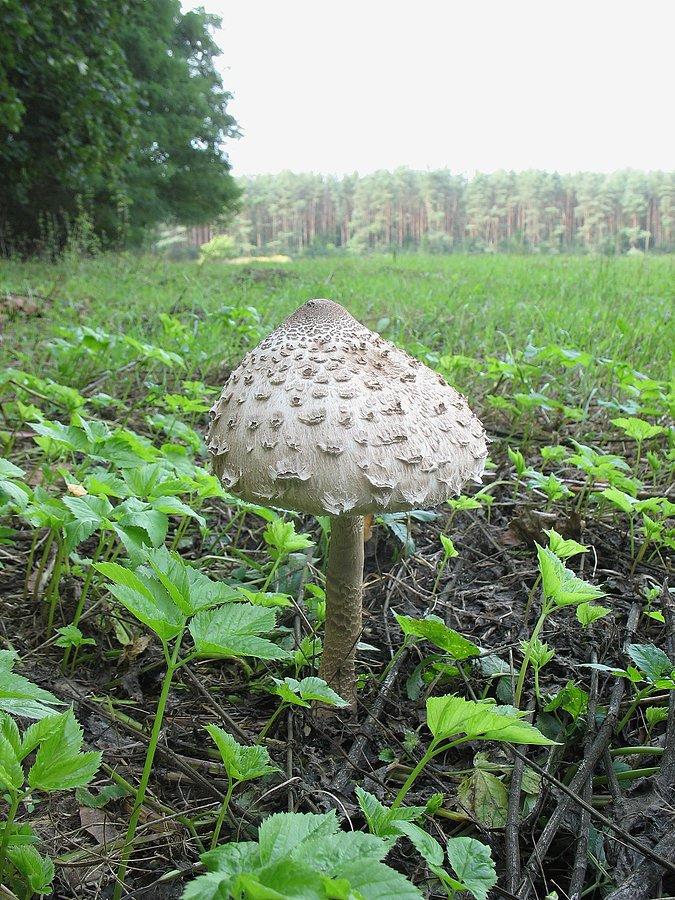 Kania na łąkach Ojcówka