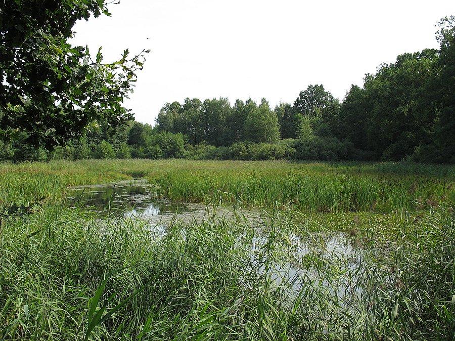 Zapole - stawy