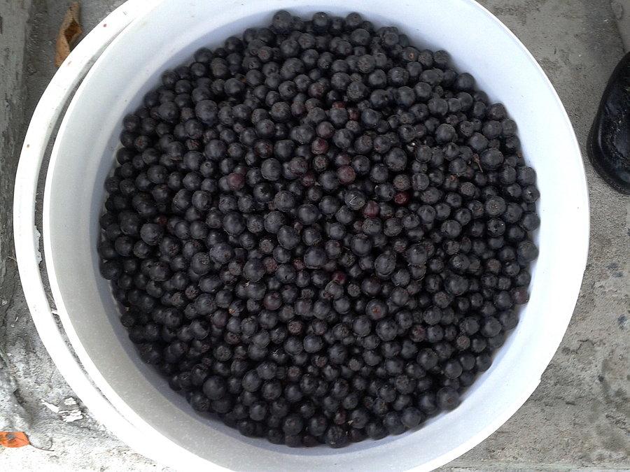 Dzisiejszy zbiór, aronia, za chwilę wyląduje tam gdzie trzeba :-)