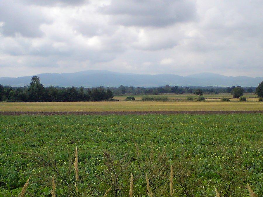 Góry Złote (Rychlebskie Hory)