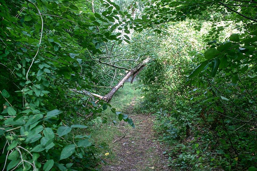 W drodze do Bielkowa