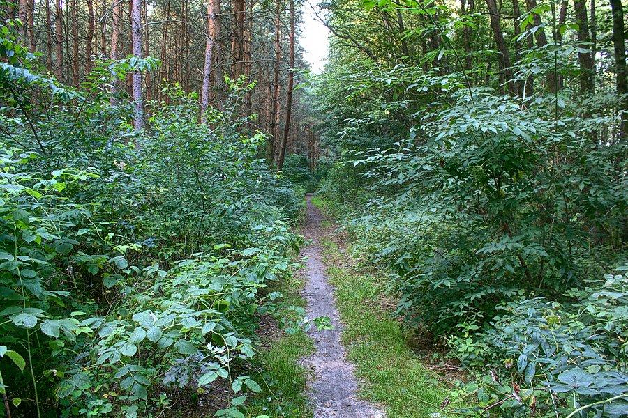 Ścieżką nad Miedwiem do Morzyczyna