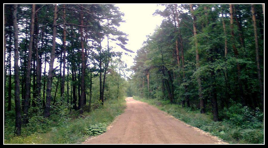 Leśna autostrada z Wymysłowa do Rogoźnika