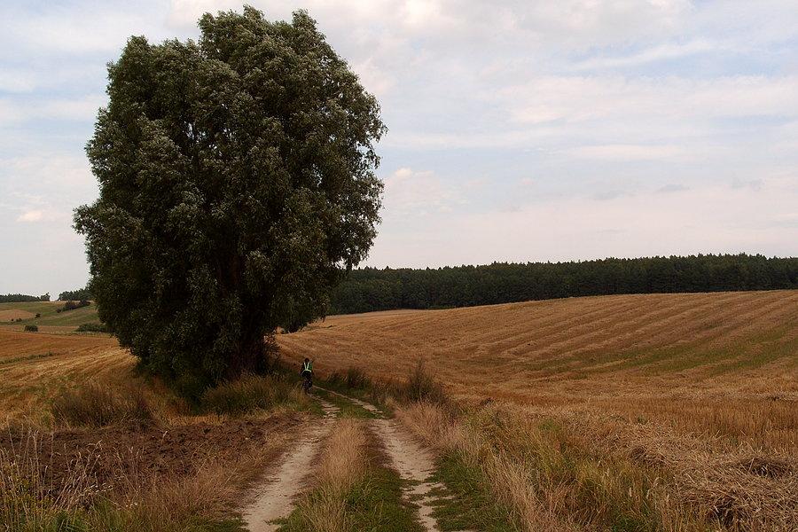 Gdzieś w polach