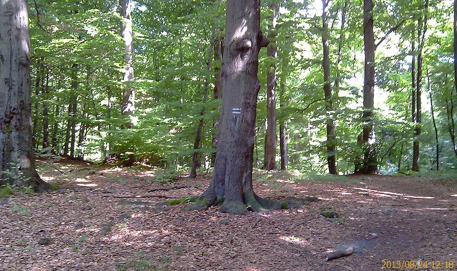 Stareńki buk, Rezerwat Sokole Góry