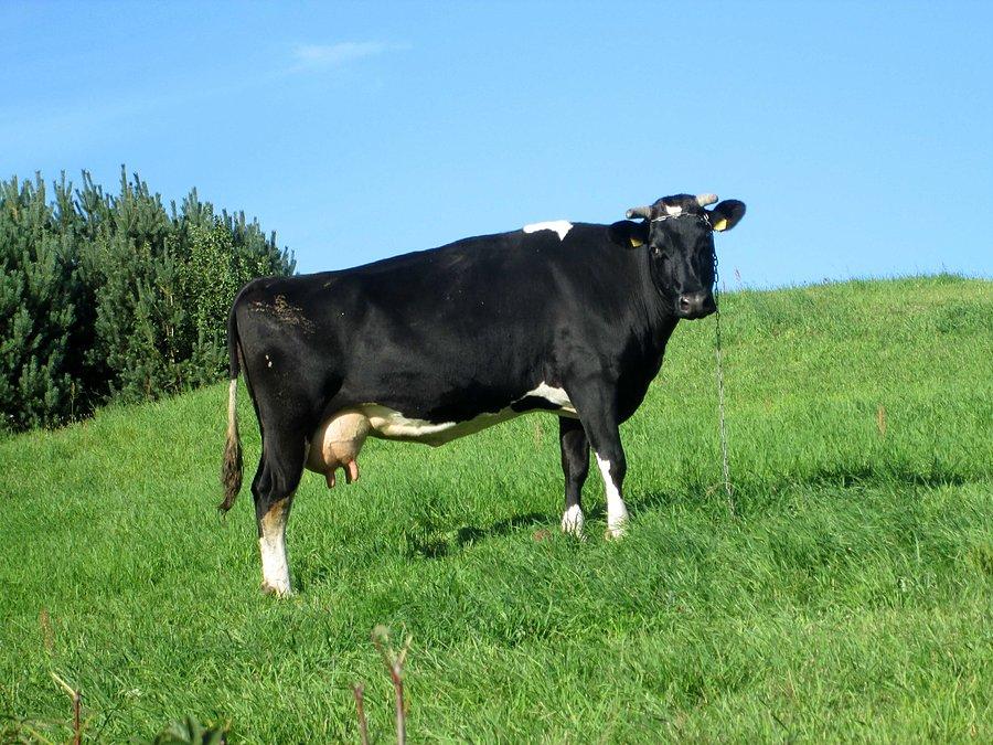 Krówka