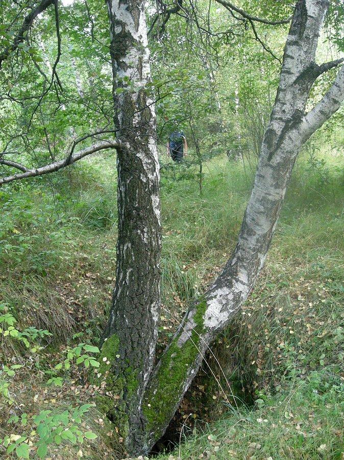 Pod tą rozwidloną brzozą znajduje się otwór Jaskini Brzozowej