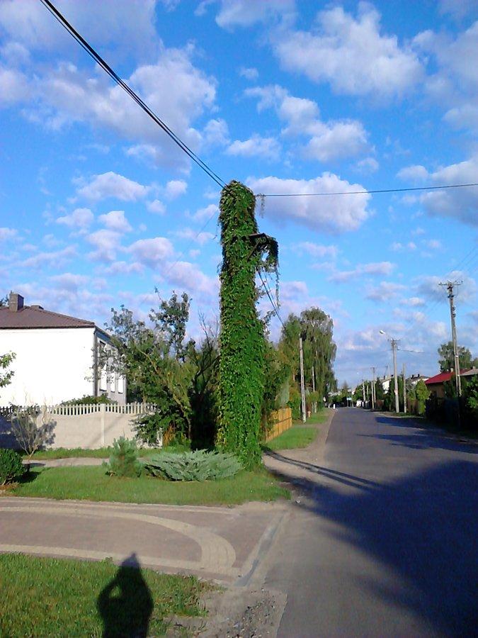 Na słupie zasadź bluszcz, niech się gadzina wije..:)