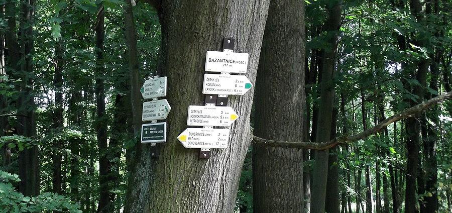 Lasy w okolicach Šilheřovic