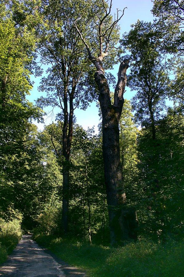 Dąb Bogusława