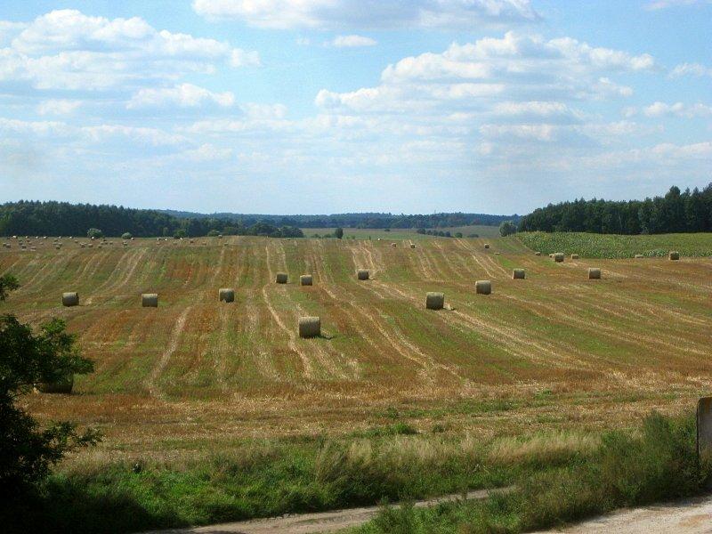 Kowalskie - Baloty siana na sierpniowym polu