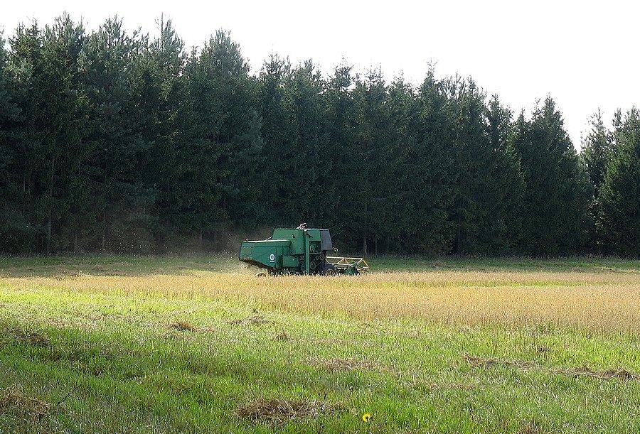 Kombajn w owsie