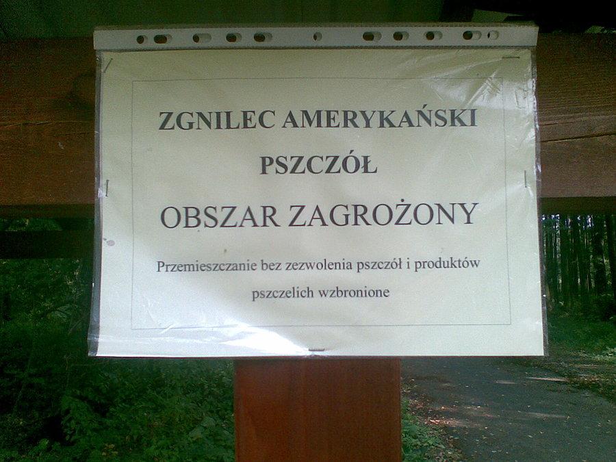 Wszystkie pszczoły mają zezwolenie ?