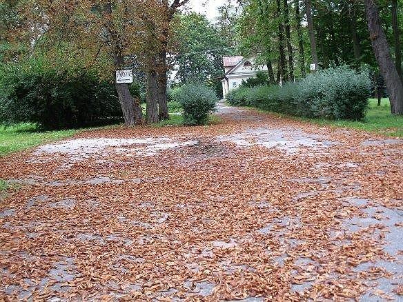 Kasztanowce gubią liście jako pierwsze