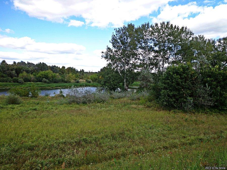 Narew